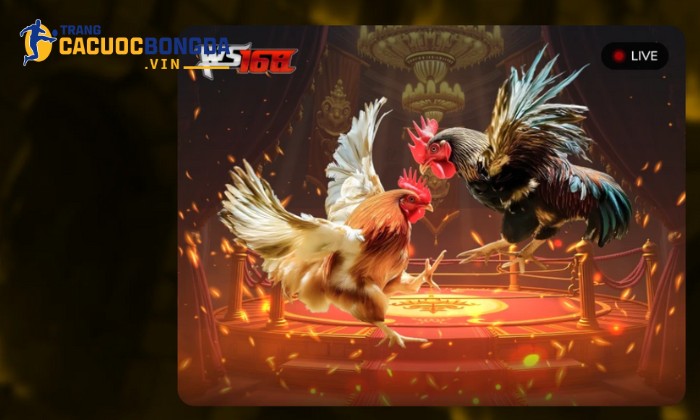 Đá gà TIP88 cam kết nguyên tắc minh bạch trong mọi ván kèo Đá gà TIP88 cam kết nguyên tắc minh bạch trong mọi ván kèo
