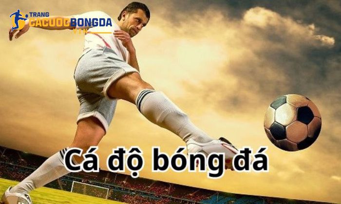 Lý do nên lựa chọn trangcacuocbongda.vin